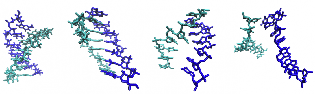 Conformations of the DNA duplex CAAAAAGsampled during an enhanced melting simulation.